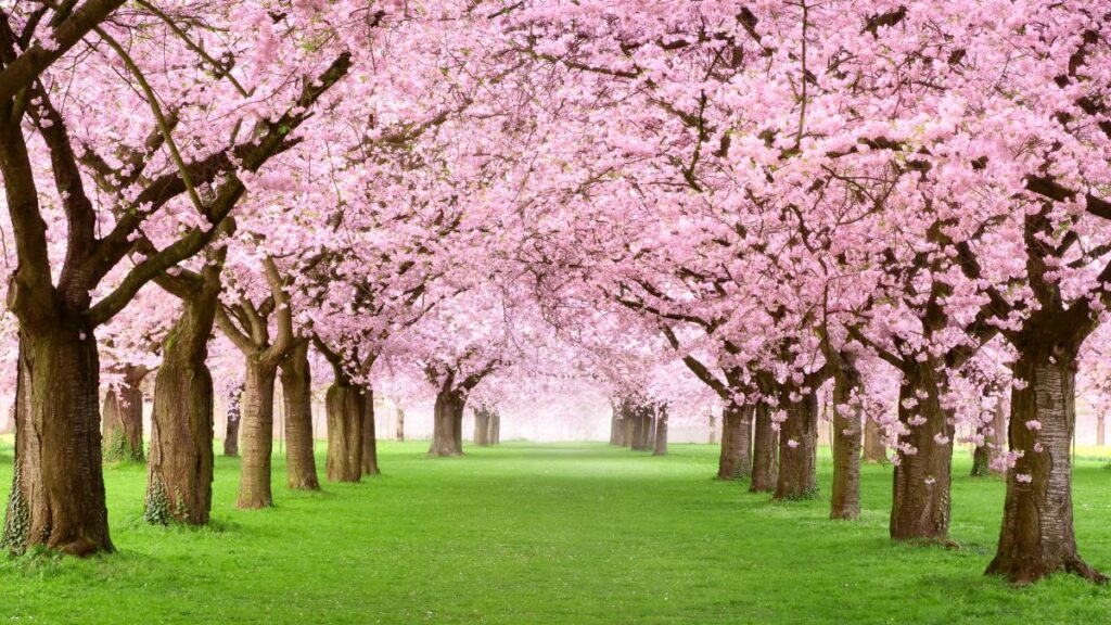 Cherry Blossoms