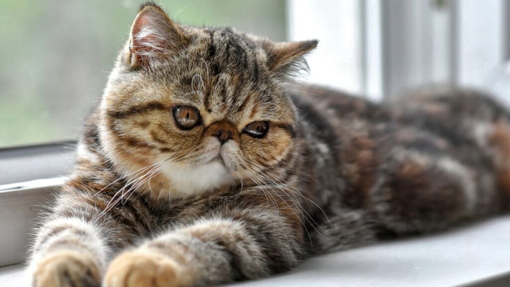 Exotic Shorthair