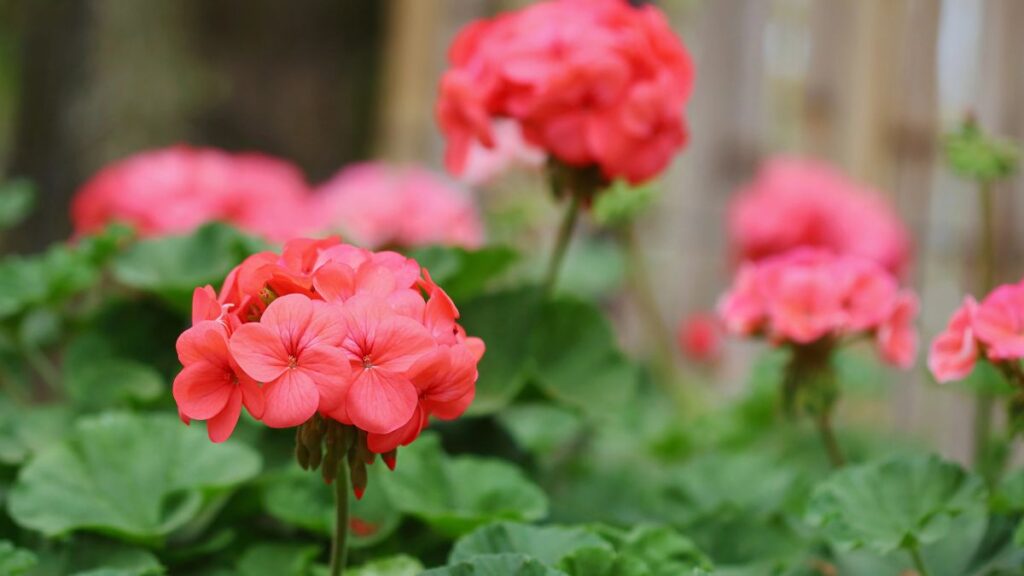 Geraniums