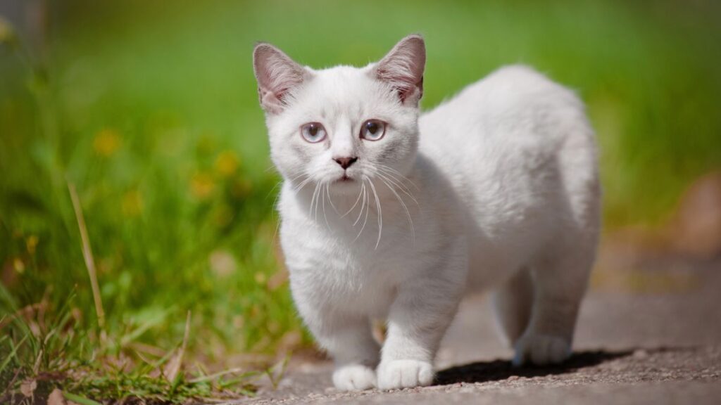 Munchkin cat
