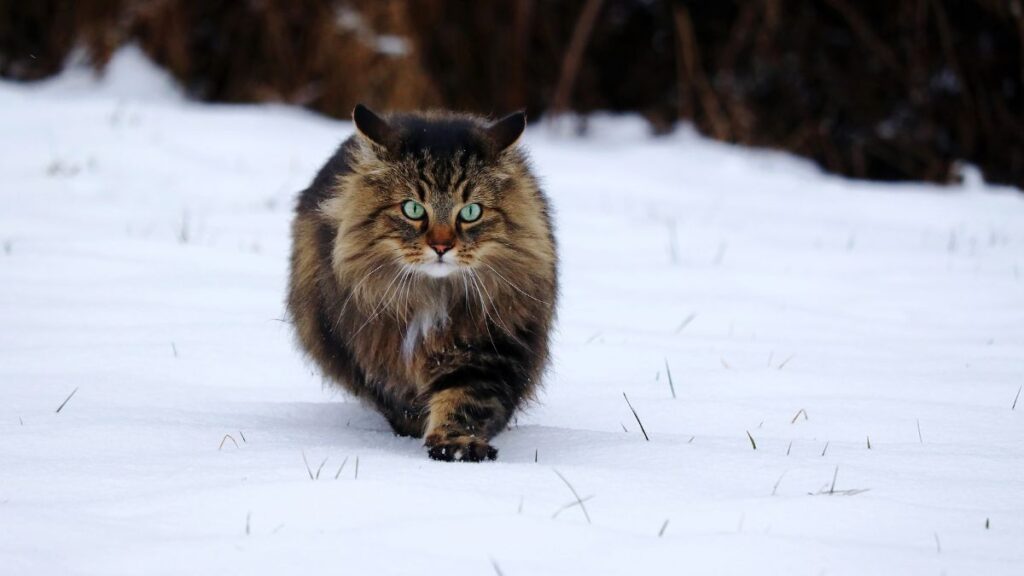 Norwegian Forest Cat