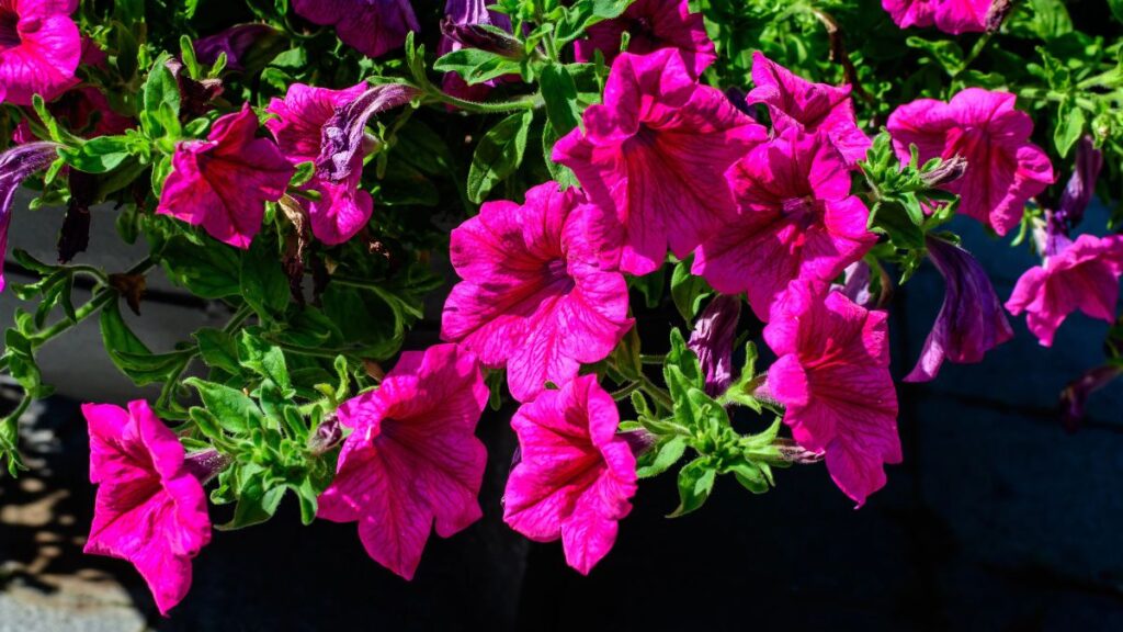 Petunias