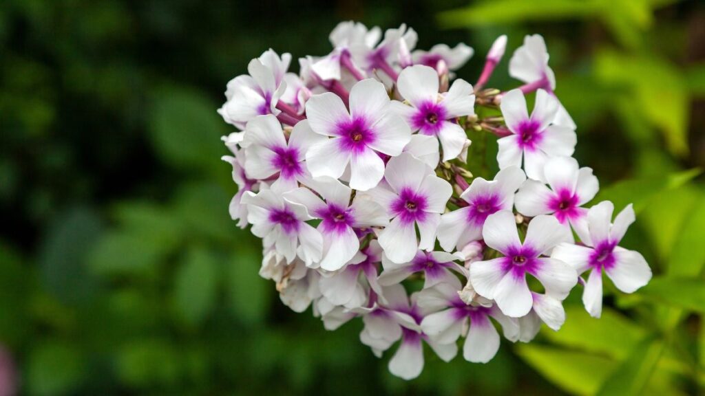 Phlox