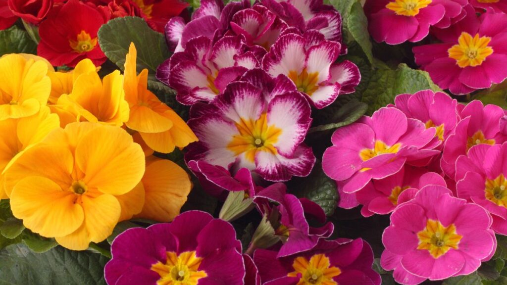 Primroses