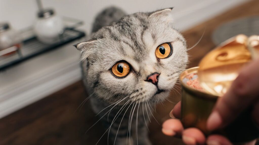 Scottish Fold cat