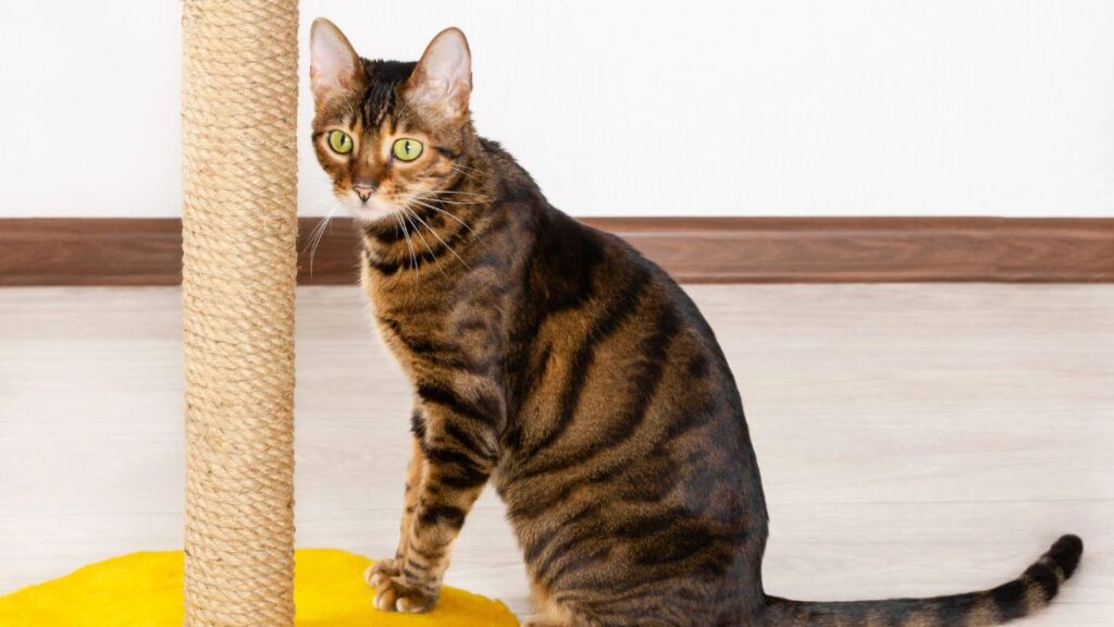 Toyger cat