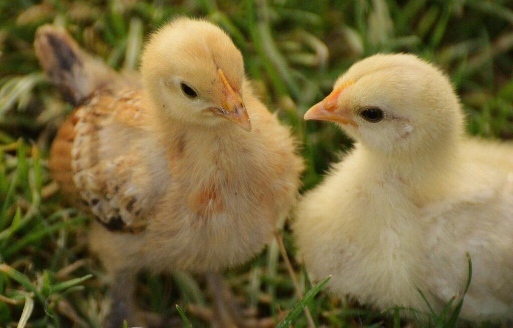 Two cute yellow chicks on green grass in a close-up portrait.