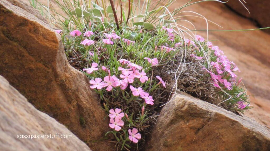 pink flowers growing out of solid rock wall showing resilience and strength.
