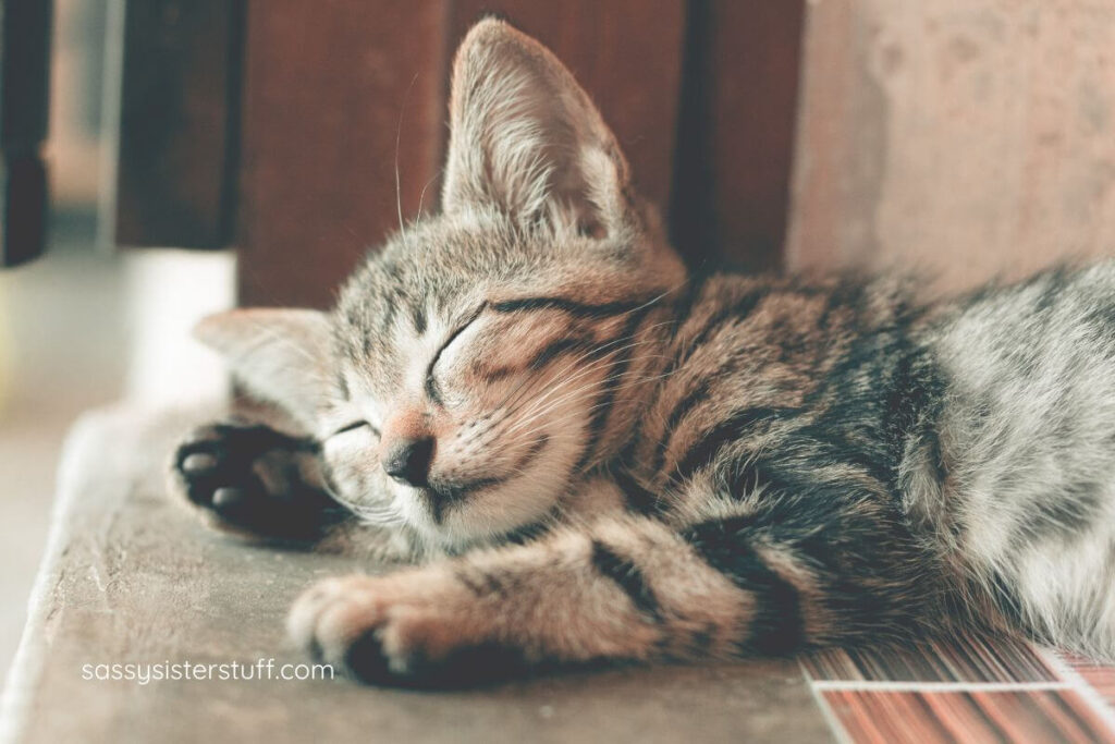 a close-up of a sleeping kitten.