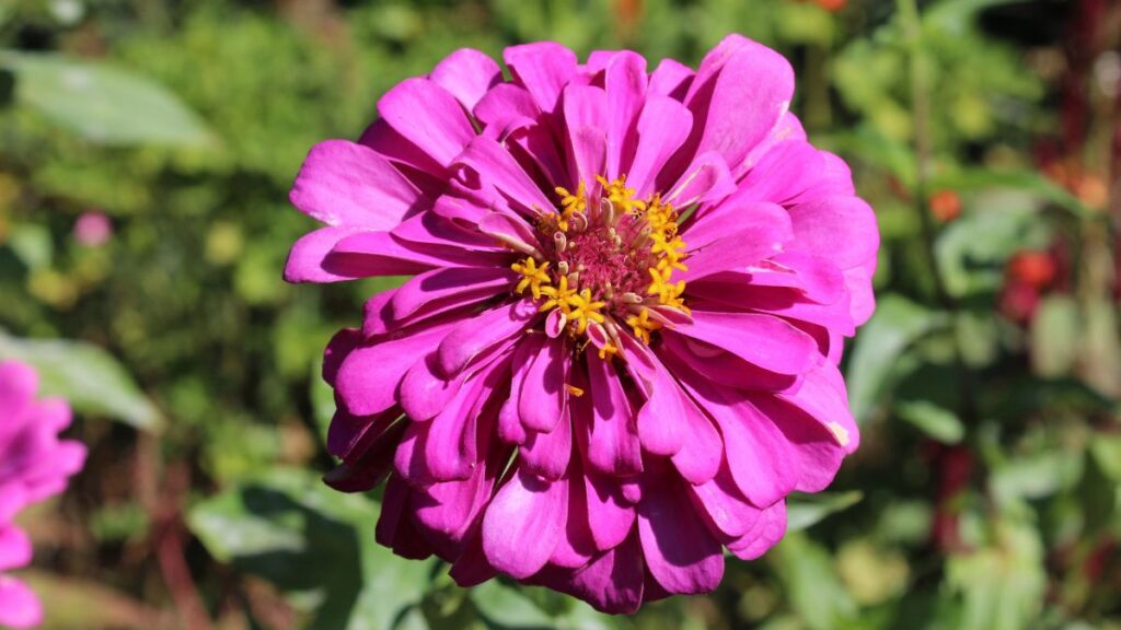 Zinnias