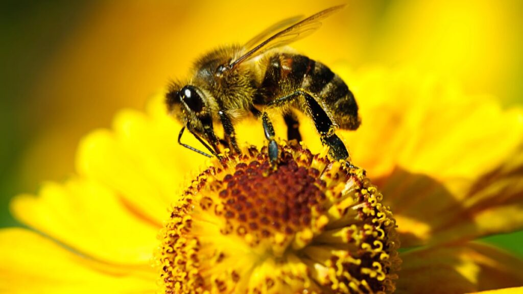 bee on flower
