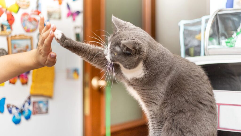 cat giving high five