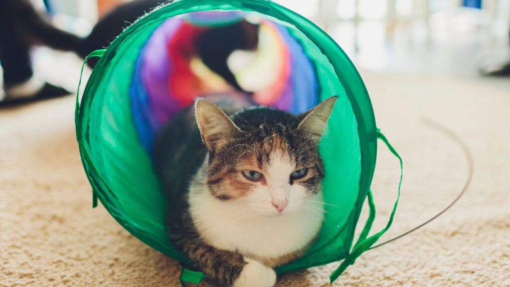 cat in tunnel