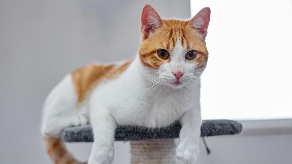 cat on post