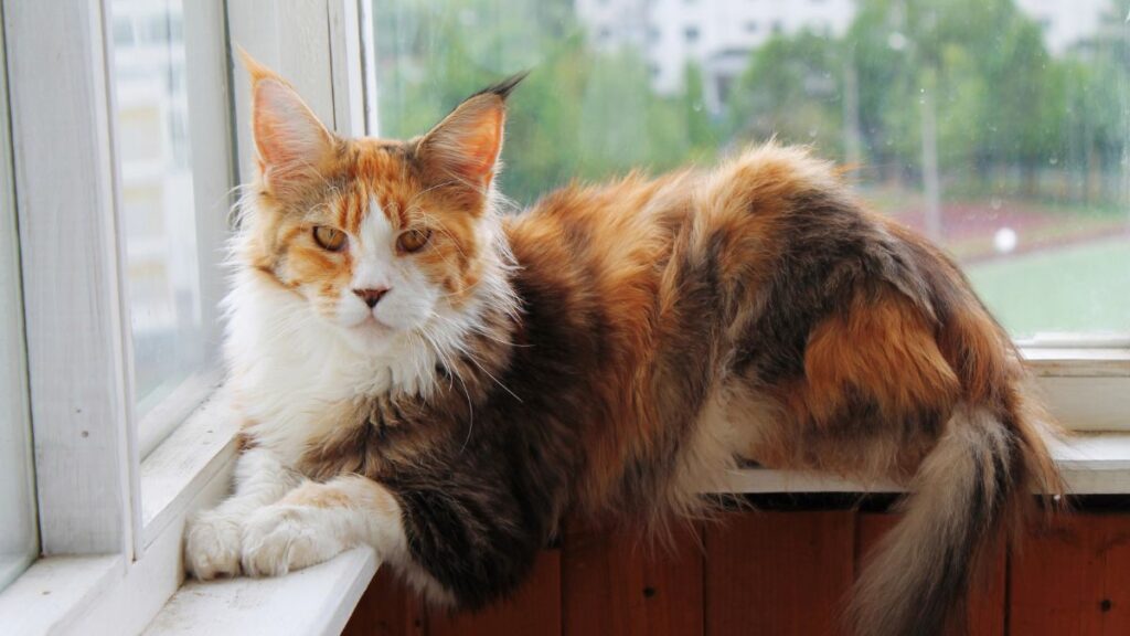 cat on window perch
