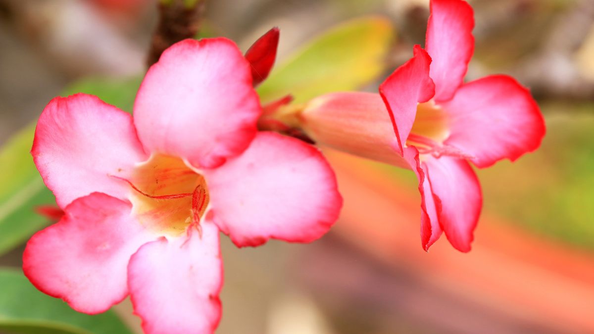 pink flowers