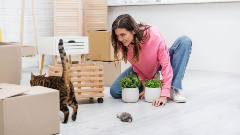 woman playing with bengal cat