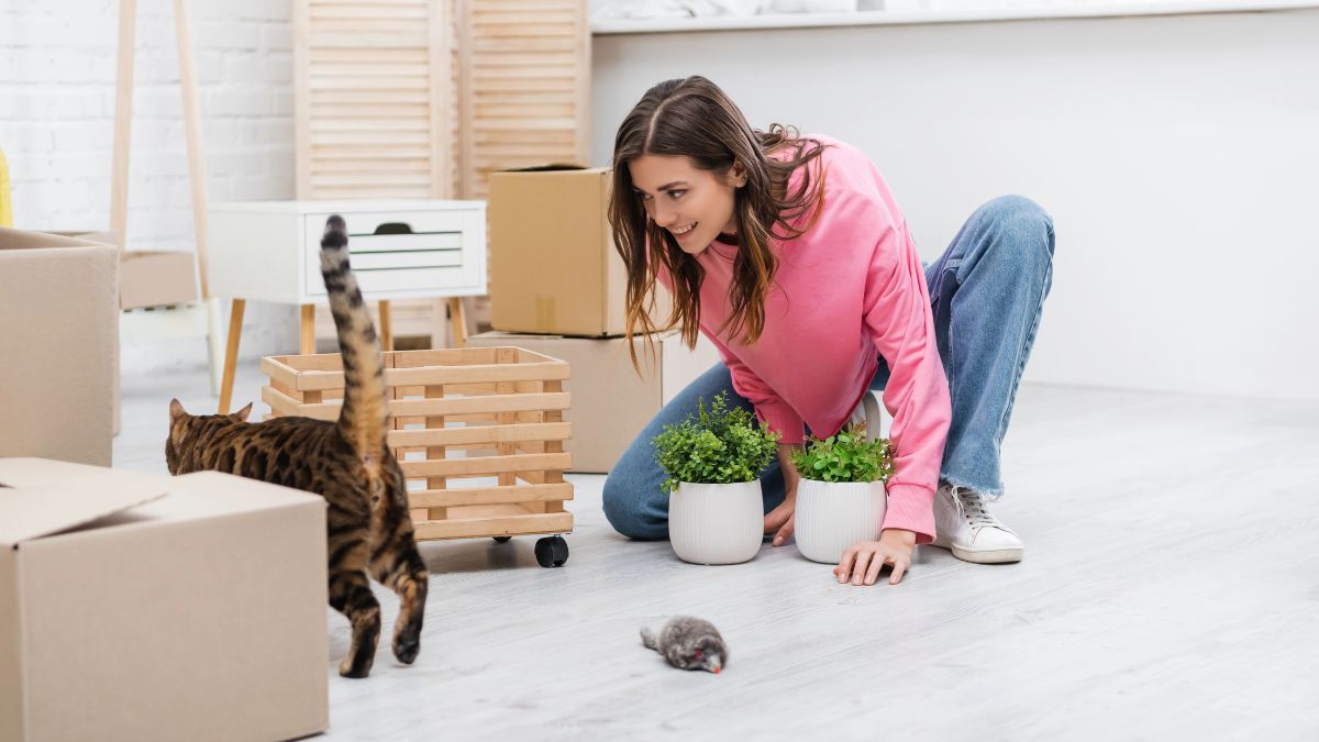 woman playing with bengal cat