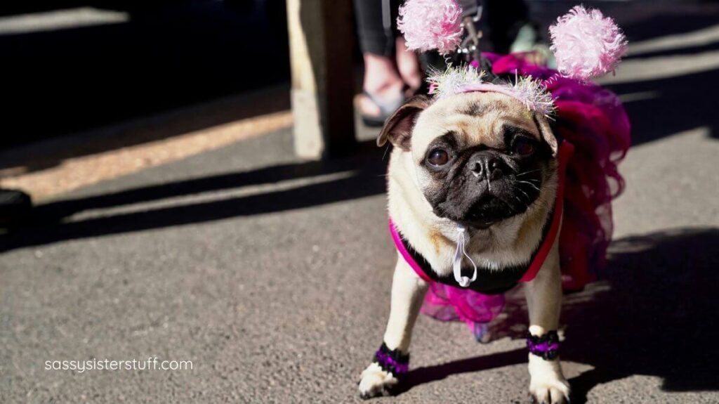 pug dog dressed in a crazy outfit with pom poms for ears.