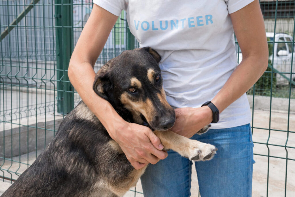 Volunteer at animal shelters