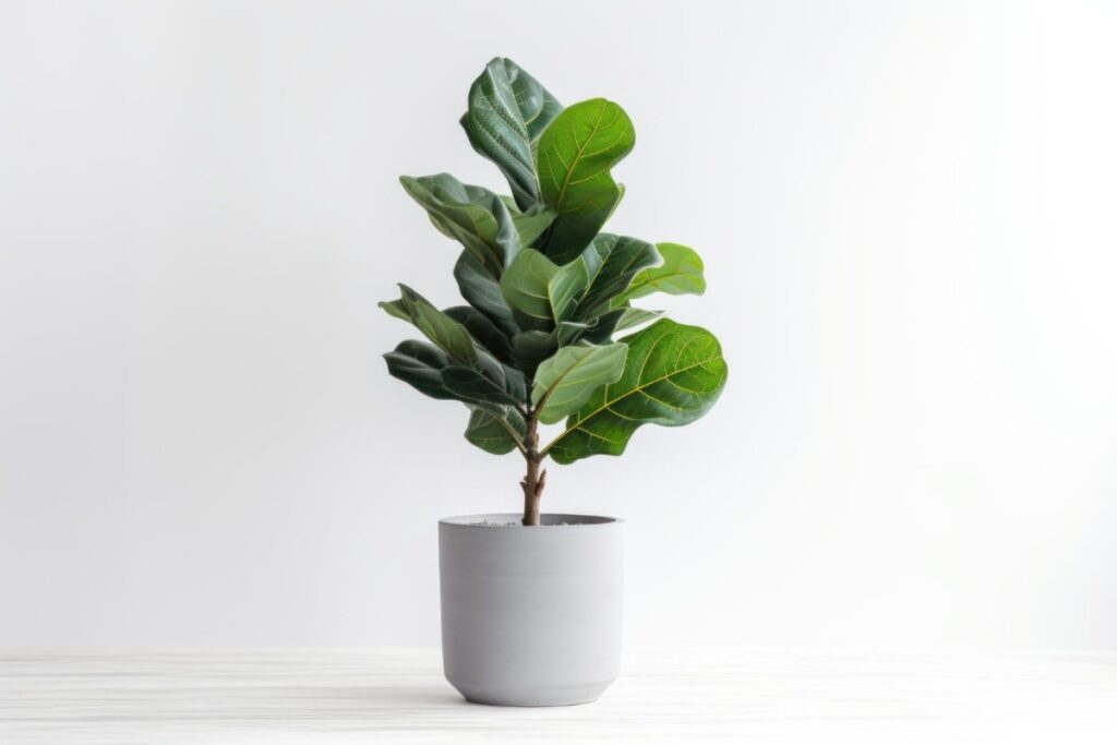Buying plants like Fiddle Leaf Fig
