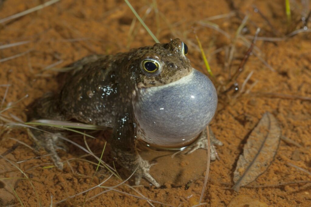 If you touch a toad, you'll get warts