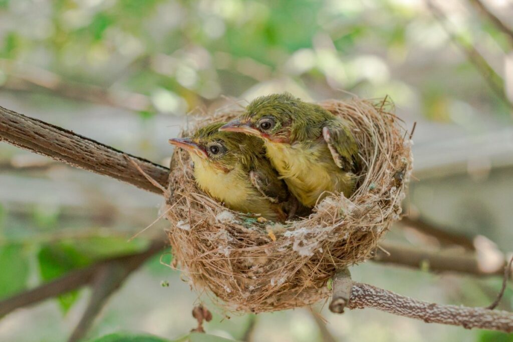 Mother birds will abandon babies if touched by humans