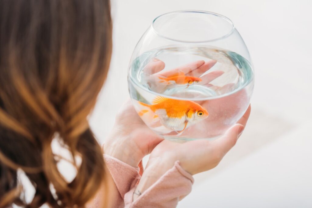 Can I teach my goldfish to fetch