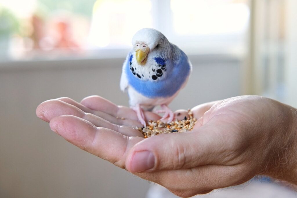 Can I train my parrot to do my taxes