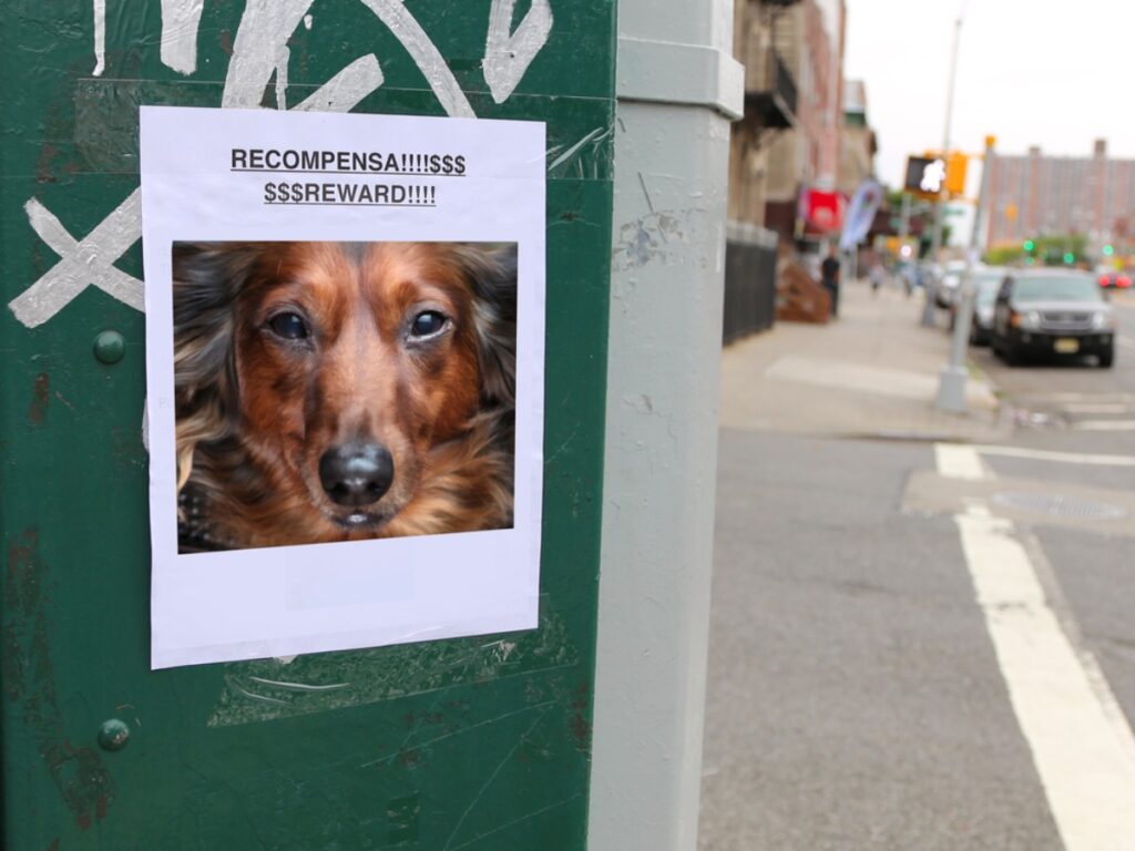 Handwritten signs seeking lost items