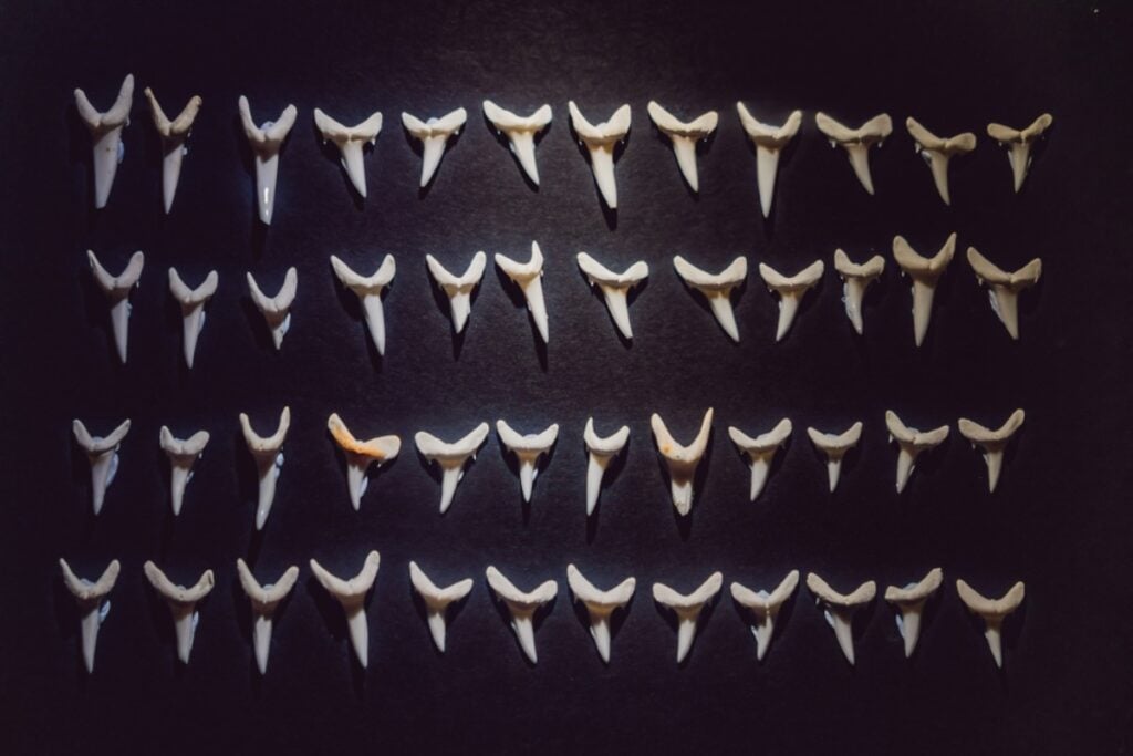 Shark teeth