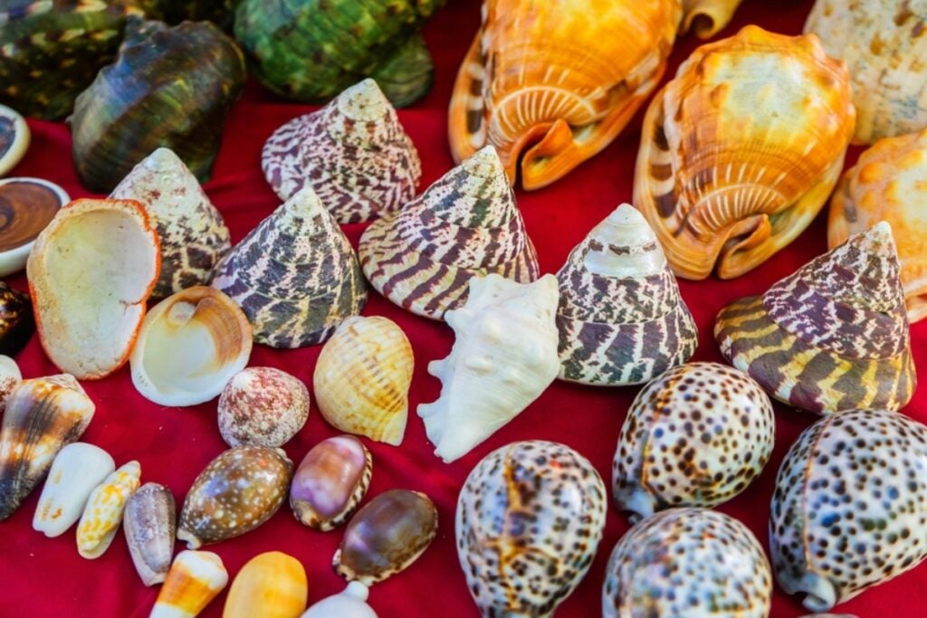 Shells from beach trips