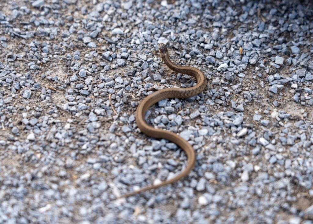 Snake unexpectedly appearing during nature walk