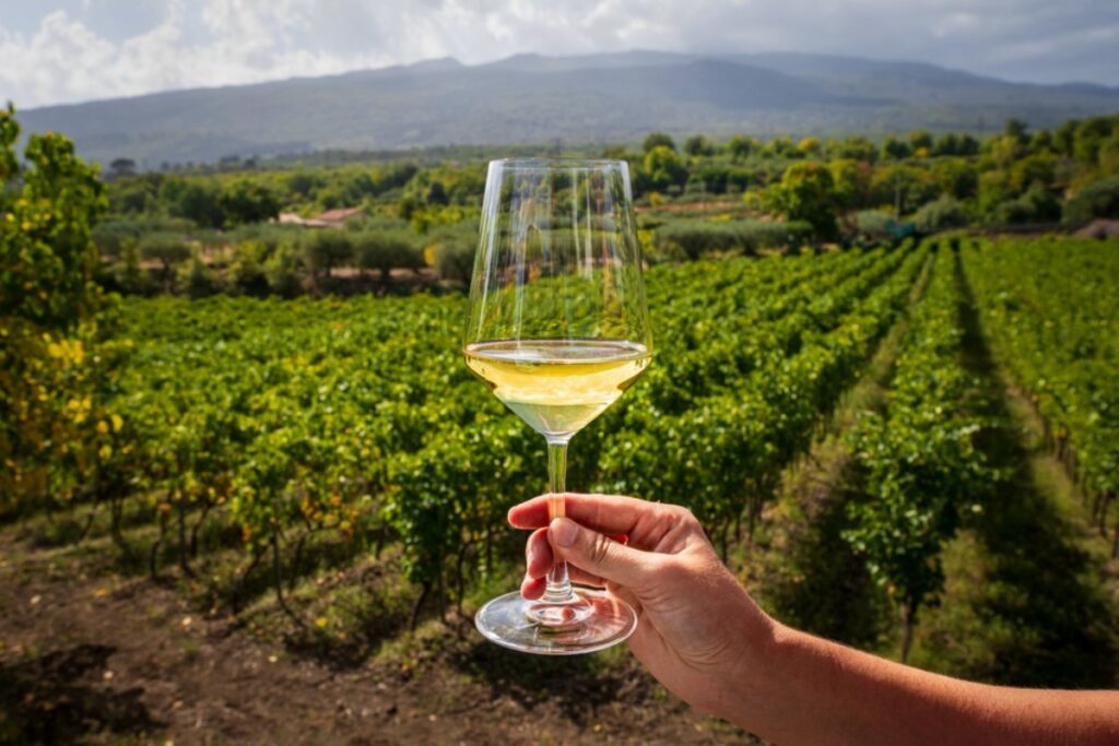 Terroir and how soil affects taste