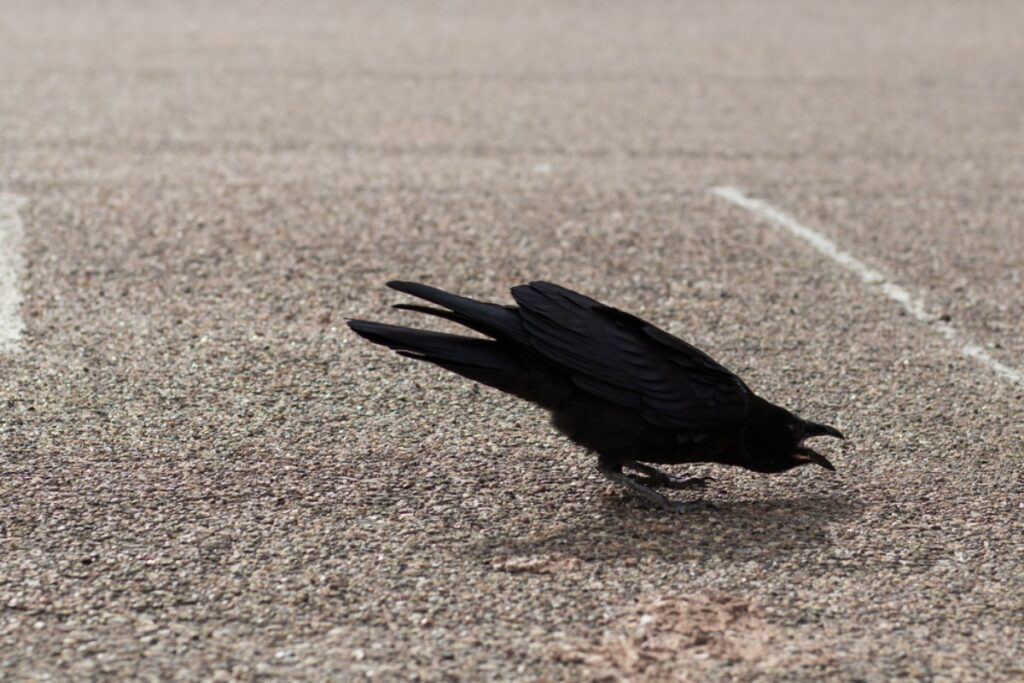 Thousands of crows or grackles gathering