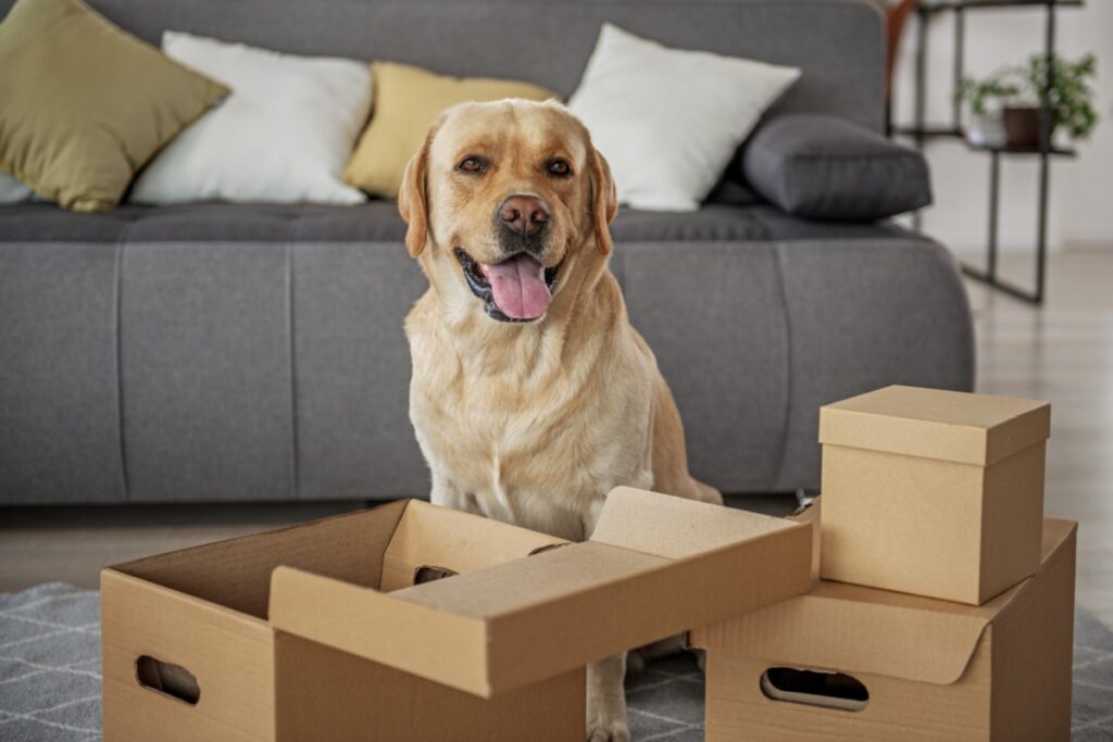Train your dog or cat to alert you when the delivery truck is near.