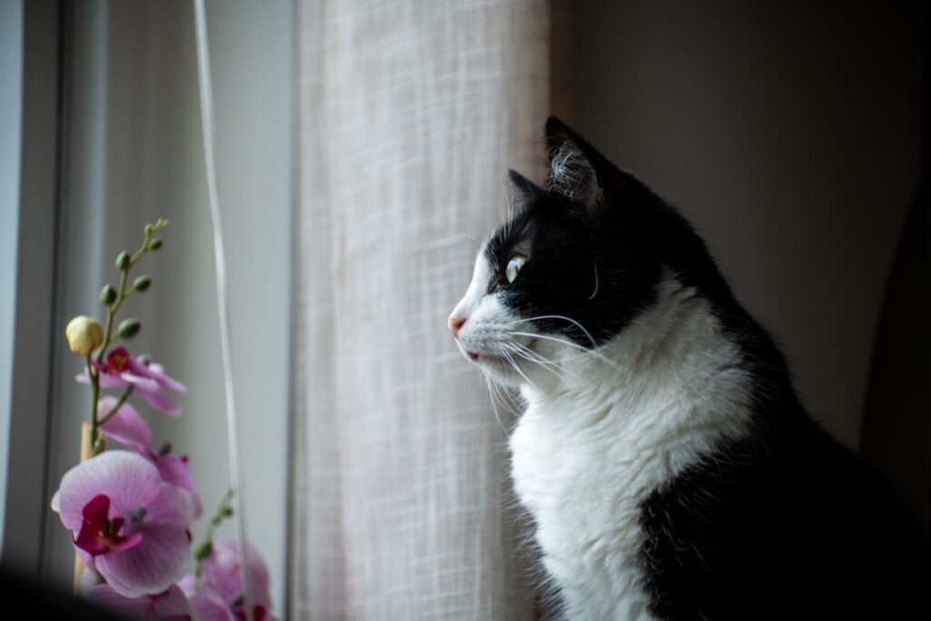 Why do cats stare at walls at 3 AM