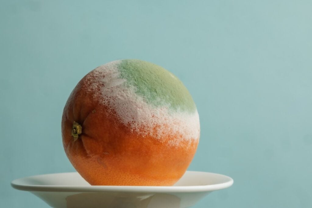 Leaving a science experiment mold in the fridge