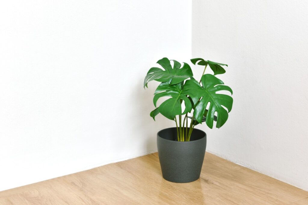 fake plant