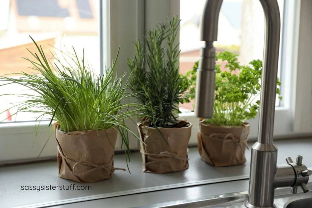 3 herb plants on a kitchen windowsill.