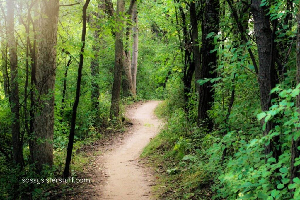walking path through the dense woods for quiet reflection.