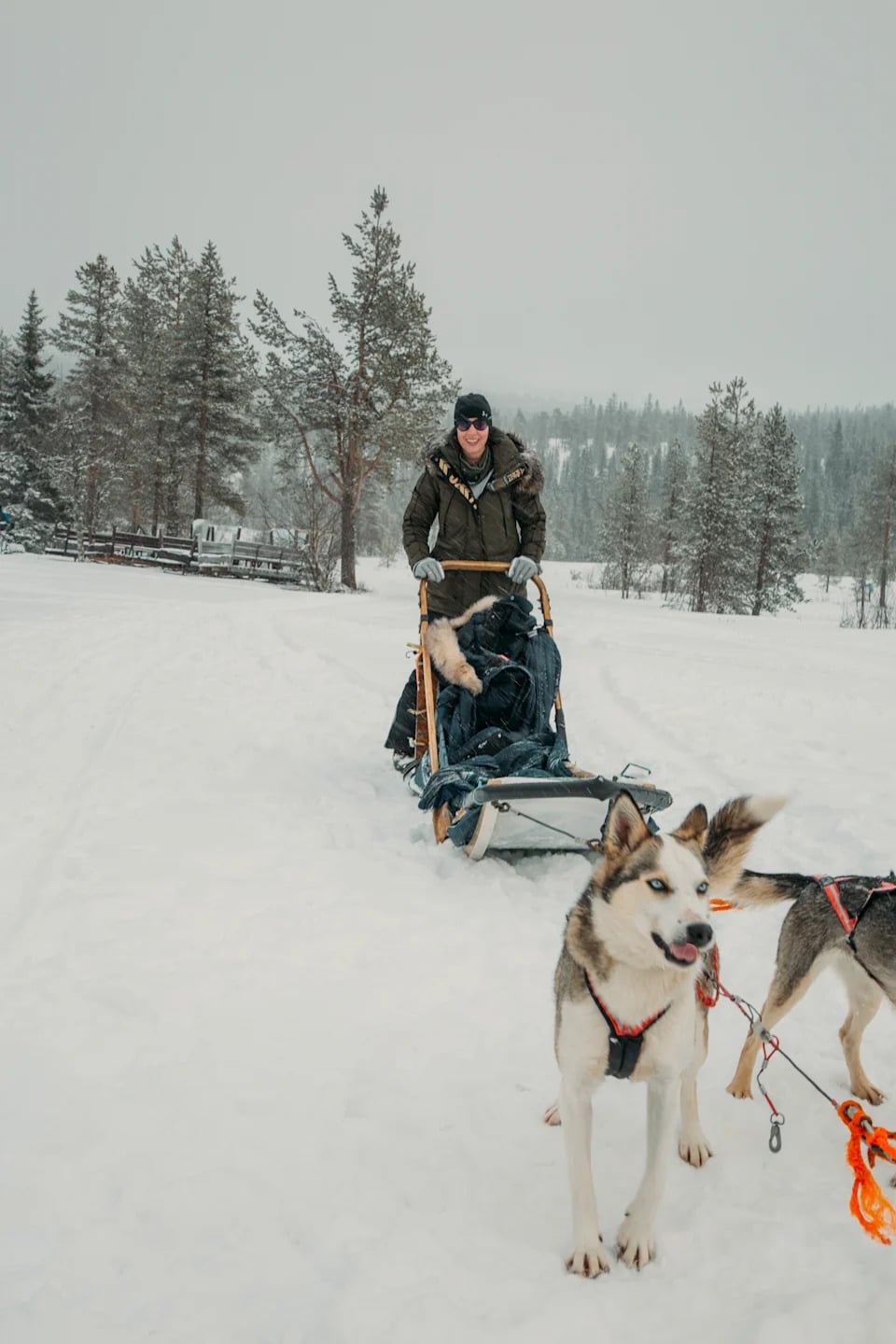 Dog sledding in Salen Sweden in winter