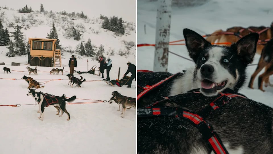 Fjälläventyr dog sledding