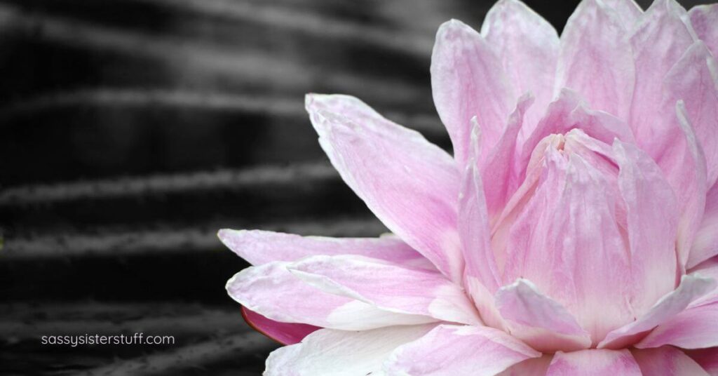 pink lotus plant.