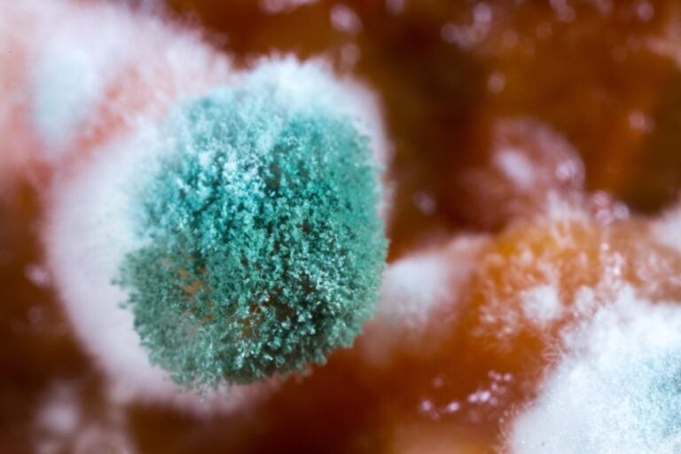 One Dead and 36 Sickened in Outbreak of Lethal Fungus