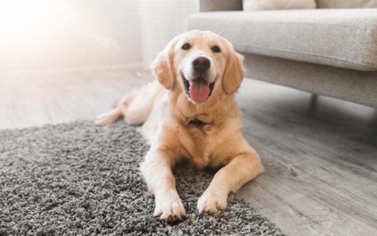 Why These Popular AI Wildlife Videos Are Putting Animals at Risk