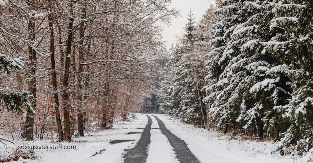 snowy road going in-between the trees in the woods.