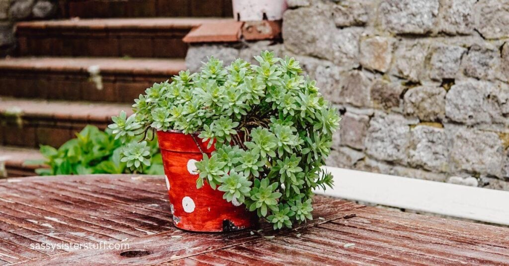 a large tabletop plant sits on a brick patio in the rain.
